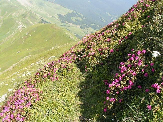 Albergo Tirolo Abetone Bagian luar foto